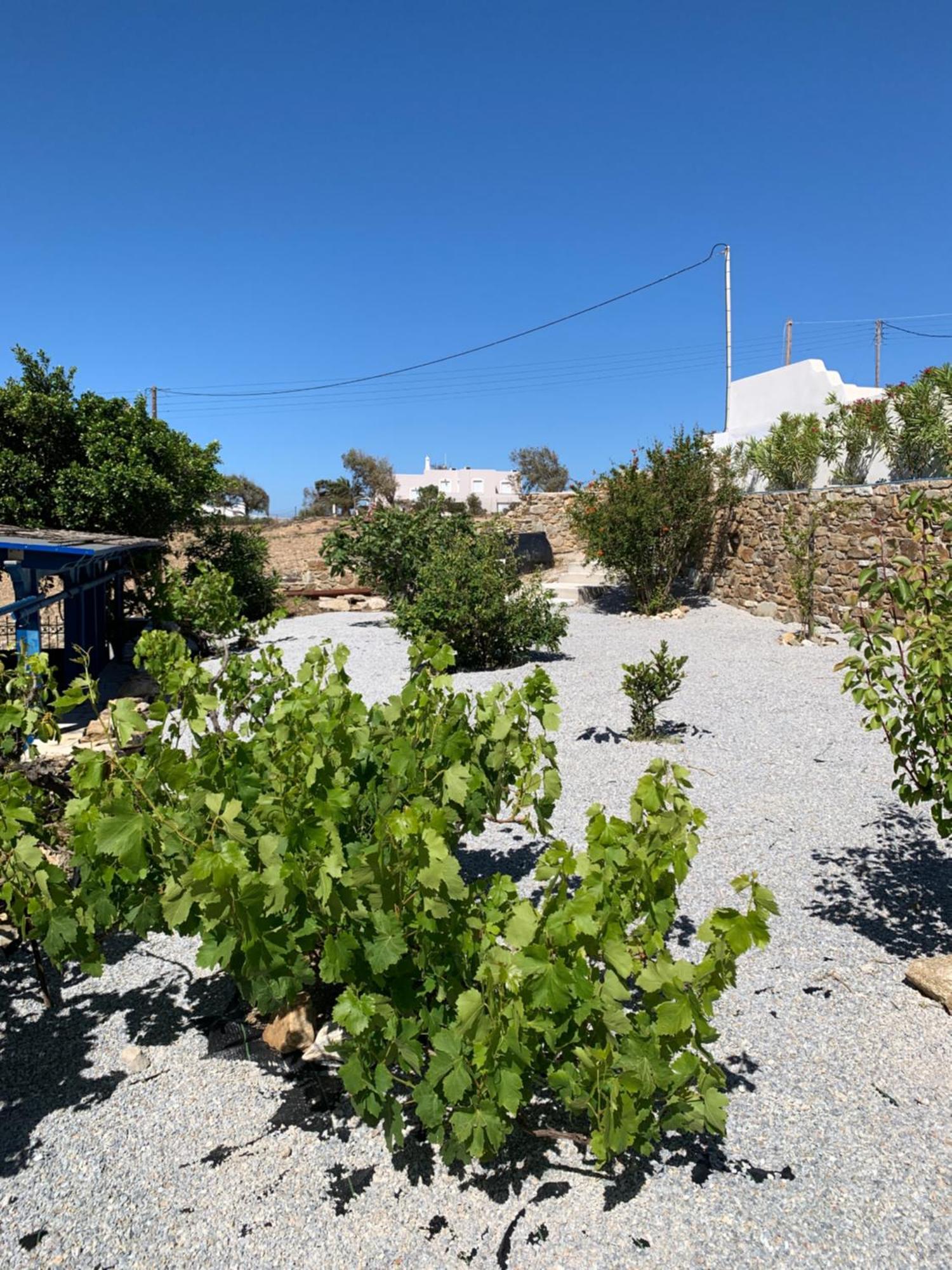 Villa Of Roses In Naxos - Private Villa With Pool Naxos City Exterior photo